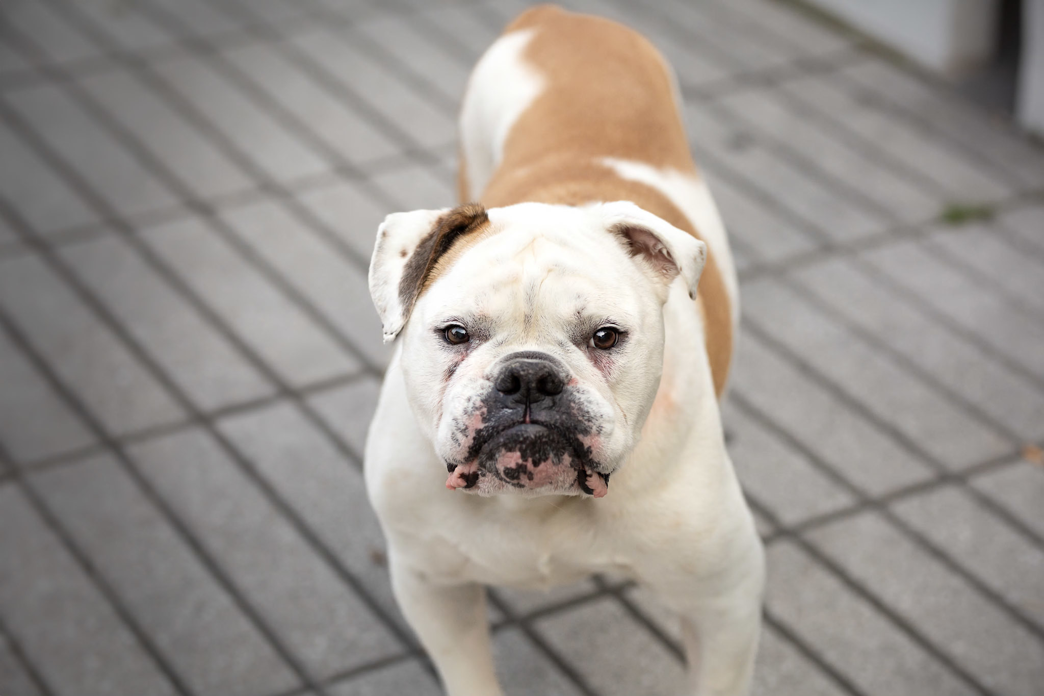 Jazz, an adoptable English Bulldog in Montréal, QC, H1W 3V5 | Photo Image 6