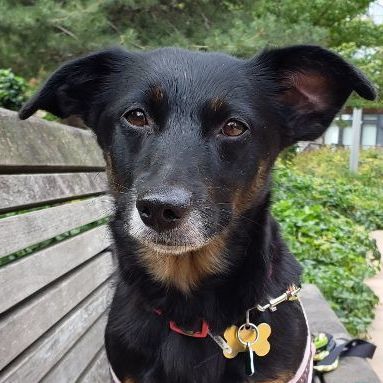 Lucy, an adoptable Dachshund & Corgi Mix in Minneapolis, MN_image-1