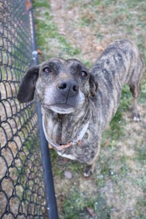 Maribelle, Adult Female Mountain Cur