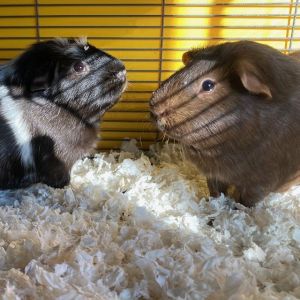 Hello We are Ollie and Hershey Were a pair of male guinea pigs Ollie is 5 ye