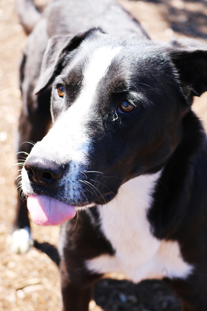 Missy, an adoptable Pit Bull Terrier, Mixed Breed in Pendleton, OR, 97801 | Photo Image 1