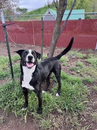 Missy, an adoptable Pit Bull Terrier, Mixed Breed in Pendleton, OR, 97801 | Photo Image 2