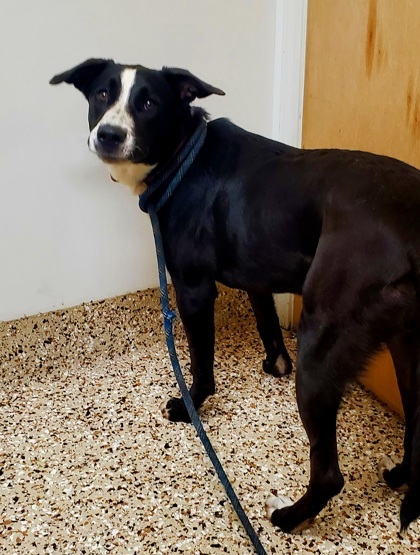 Missy, an adoptable Pit Bull Terrier, Mixed Breed in Pendleton, OR, 97801 | Photo Image 3