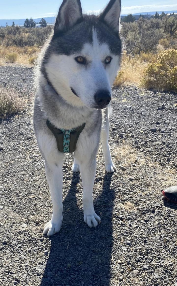 CASPIAN, an adoptable Husky Mix in Prineville, OR_image-3