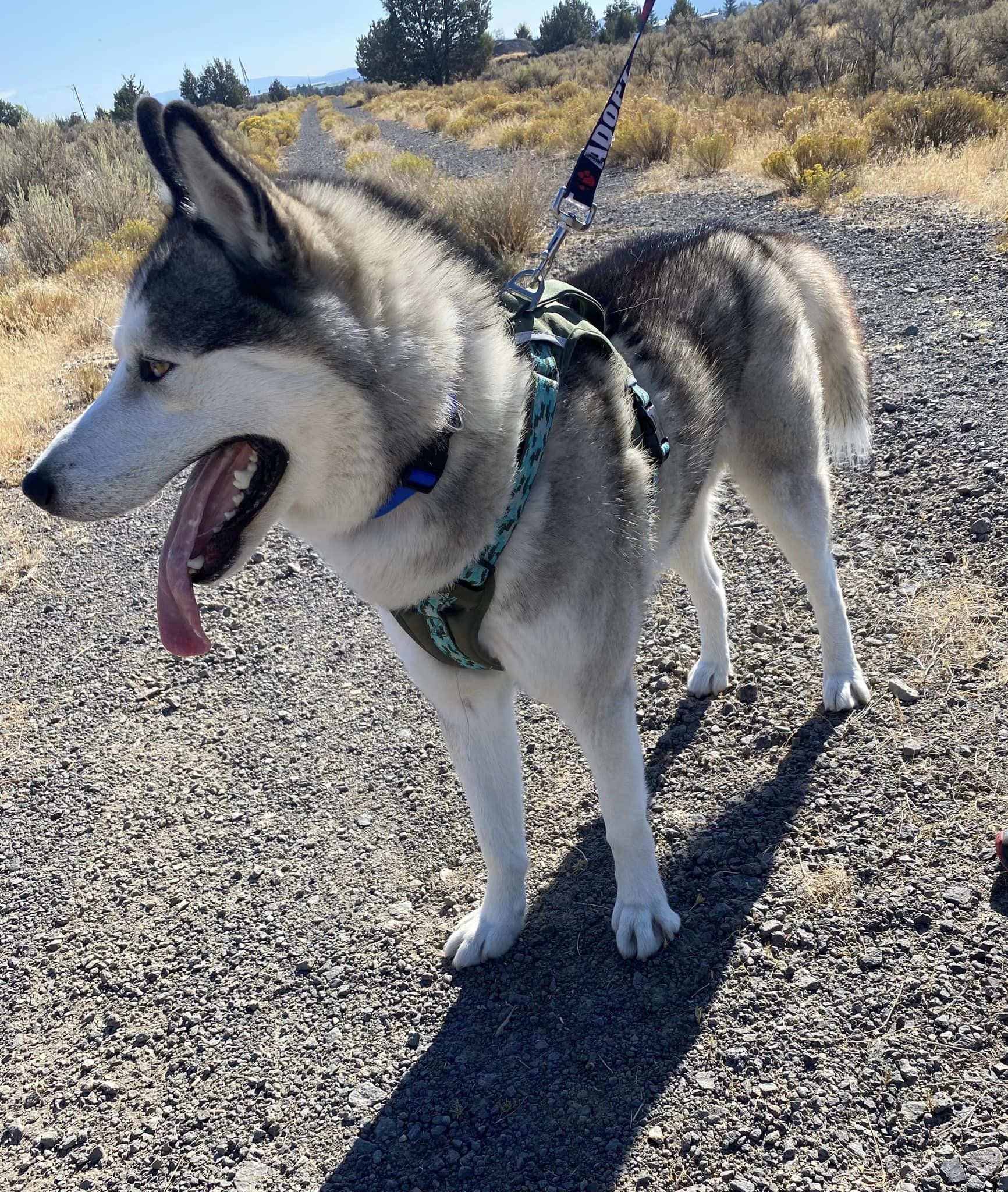 CASPIAN, an adoptable Husky in Prineville, OR, 97754 | Photo Image 3