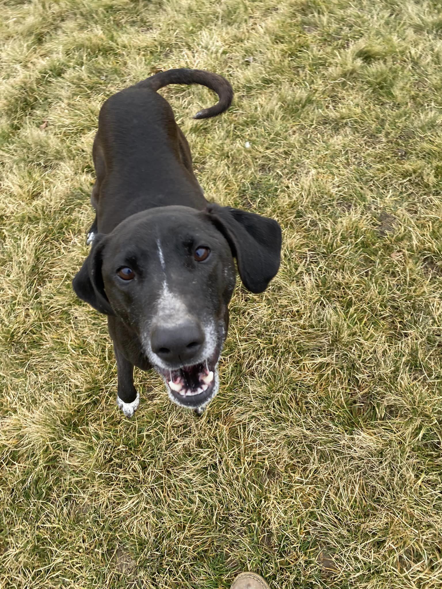 JACK, an adoptable Australian Cattle Dog / Blue Heeler in Prineville, OR, 97754 | Photo Image 1