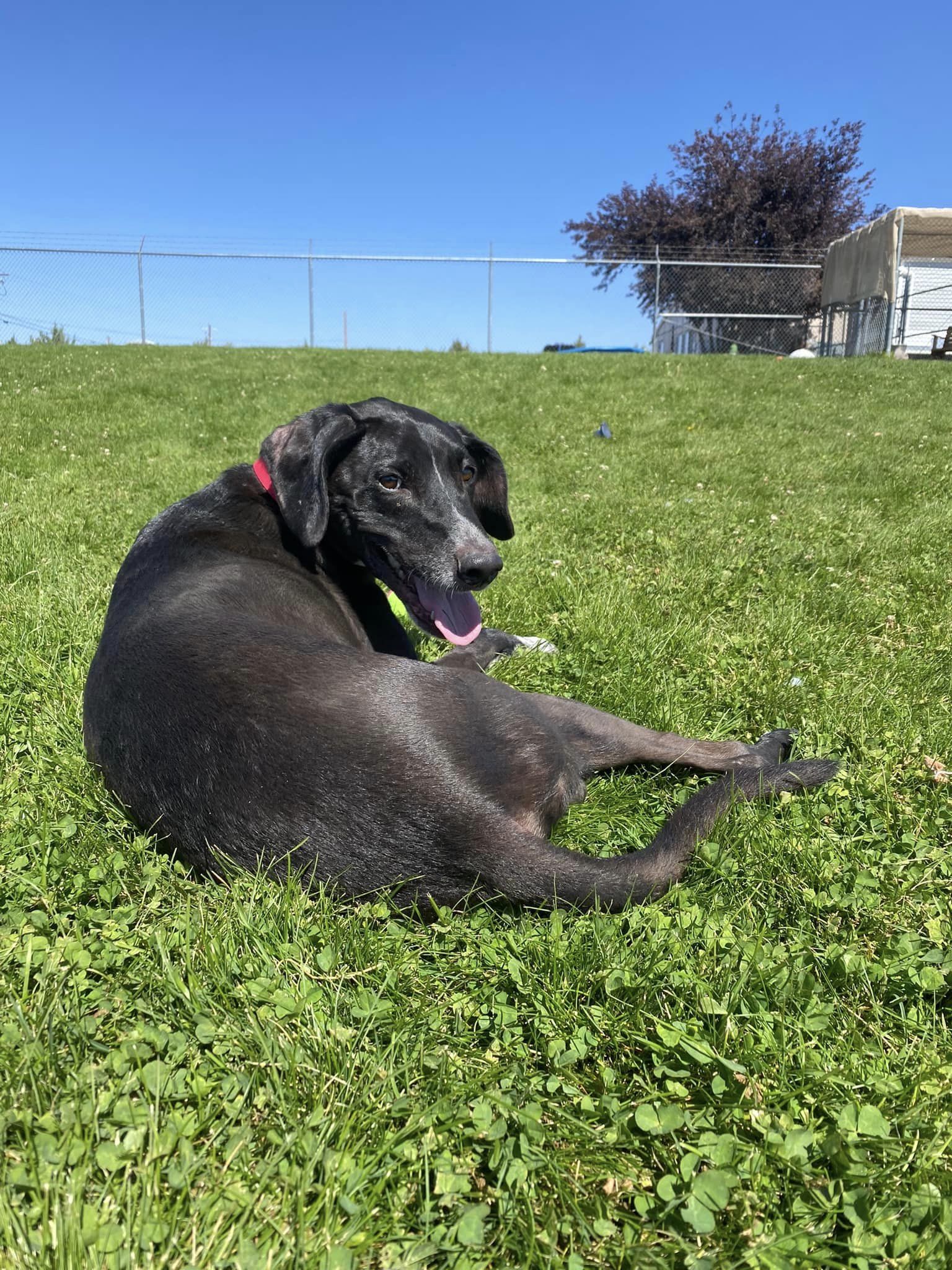 JACK, an adoptable Australian Cattle Dog / Blue Heeler in Prineville, OR, 97754 | Photo Image 2