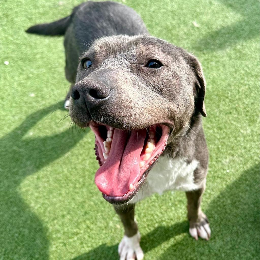 Jon Bone Jovi, an adoptable Mixed Breed in Pacific, MO, 63069 | Photo Image 1