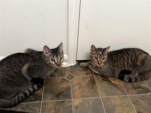 Dumpling and Dim Sum (bonded brothers) Tabby Cat