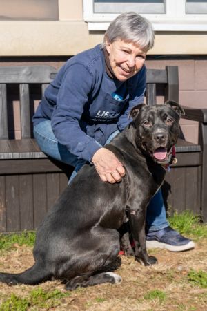 Oasis Springs- IN FOSTER Mixed Breed Dog