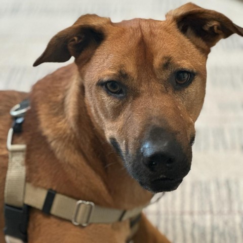 Ernie, an adoptable Terrier in Corpus Christi, TX, 78415 | Photo Image 1