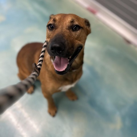 Ernie, an adoptable Terrier in Corpus Christi, TX, 78415 | Photo Image 2