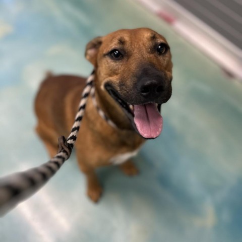 Ernie, an adoptable Terrier in Corpus Christi, TX, 78415 | Photo Image 3