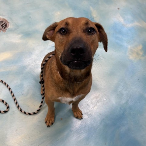 Ernie, an adoptable Terrier in Corpus Christi, TX, 78415 | Photo Image 4