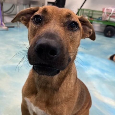 Ernie, an adoptable Terrier in Corpus Christi, TX, 78415 | Photo Image 5