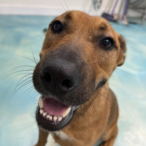 Ernie, an adoptable Terrier in Corpus Christi, TX, 78415 | Photo Image 6