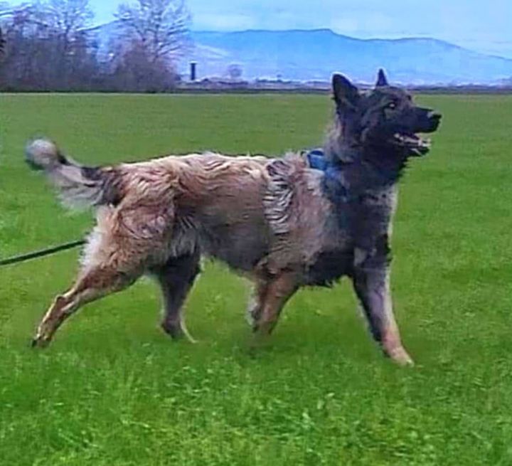 Belgian tervuren for store adoption