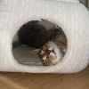 Aspen - Brave Tripod Kitty