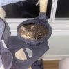 Aspen - Brave Tripod Kitty