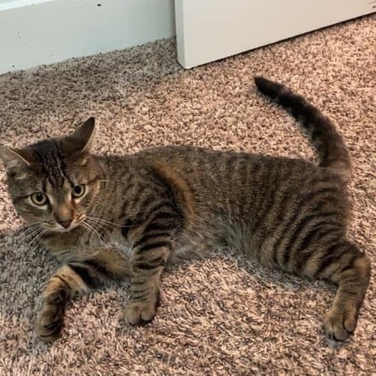 Aspen - Brave Tripod Kitty