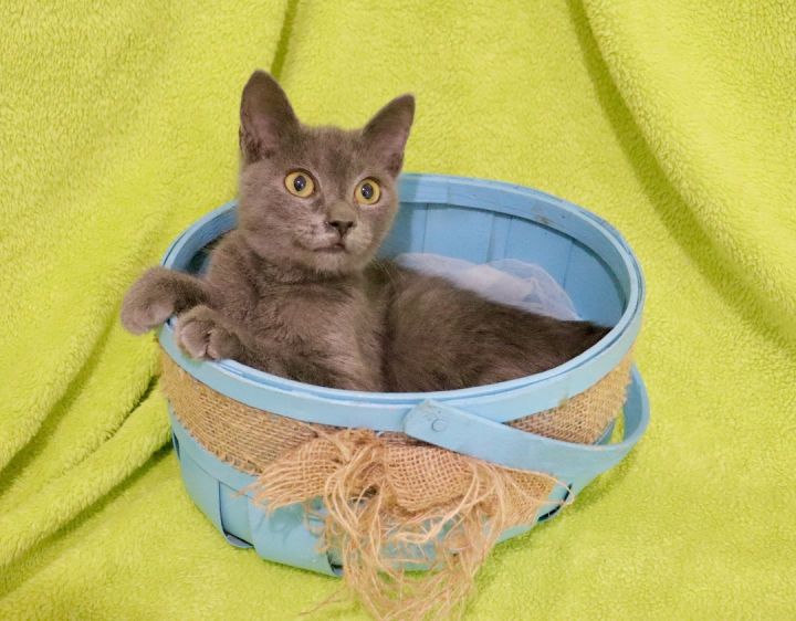 Keoni, an adoptable Russian Blue Mix in Saint Augustine, FL_image-2