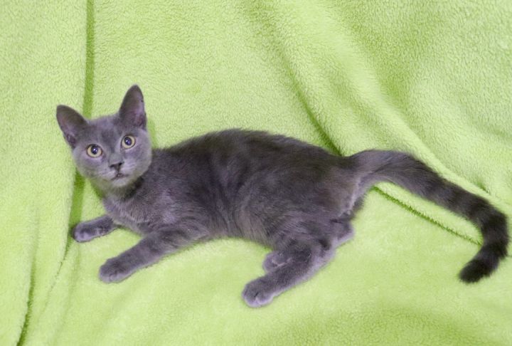 Keoni, an adoptable Russian Blue Mix in Saint Augustine, FL_image-4