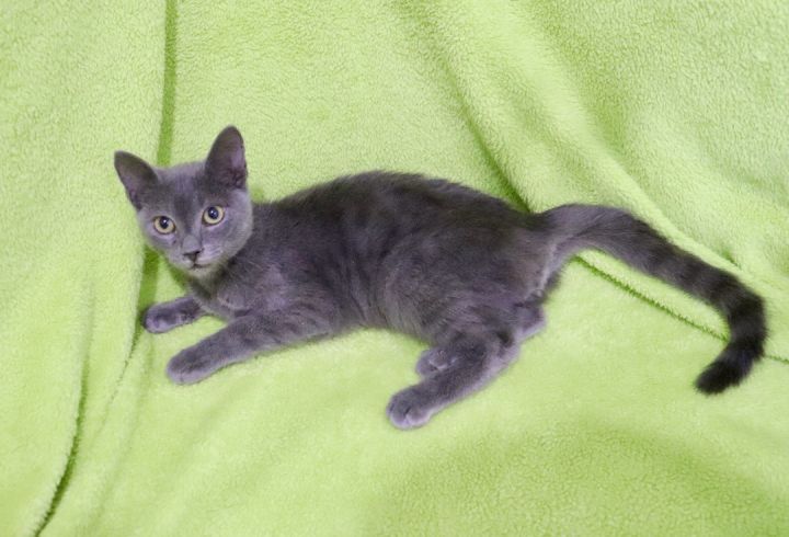Keoni, an adoptable Russian Blue Mix in Saint Augustine, FL_image-5