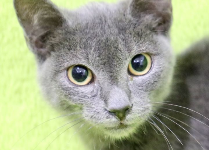 Keoni, an adoptable Russian Blue Mix in Saint Augustine, FL_image-6