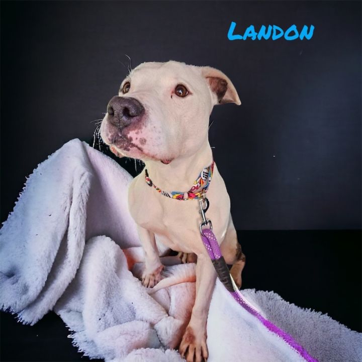 Landon  5
