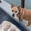Dixie Belle