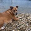 Dixie Belle