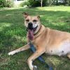 Dixie Belle