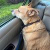 Dixie Belle