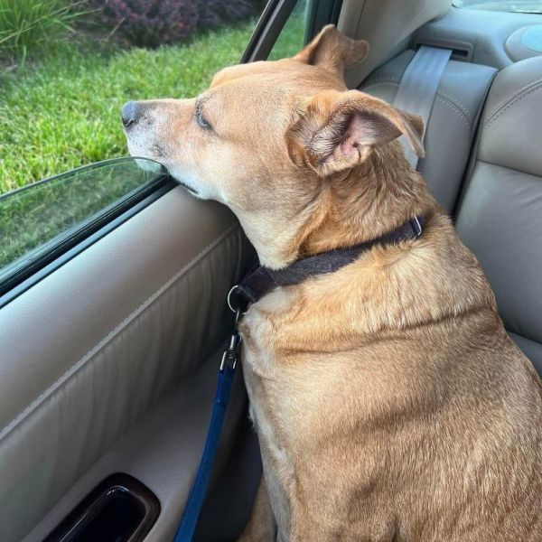 Dixie Belle