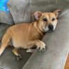Dixie Belle