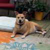 Dixie Belle