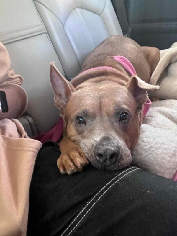 Amanda - Gentle, Sweet and loving