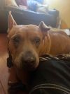 Amanda - Gentle, Sweet and loving