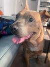 Amanda - Gentle, Kind and Loving