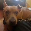 Amanda - Gentle, Kind and Loving