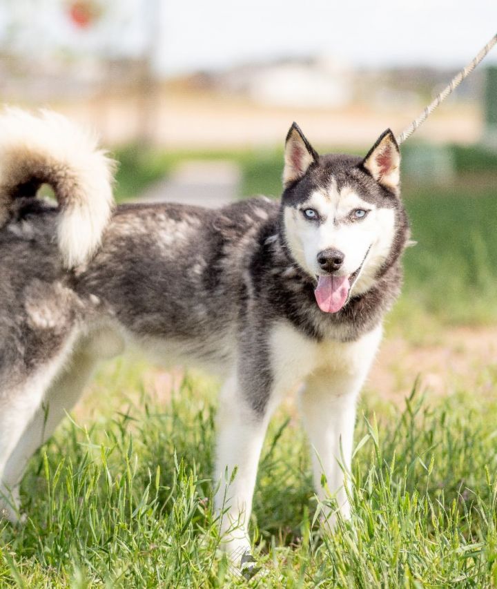 Blue, an adoptable Husky in Frederick, CO_image-2