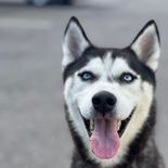 Blue, an adoptable Husky in Frederick, CO_image-3