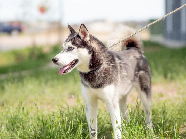 Blue, an adoptable Husky in Frederick, CO_image-5