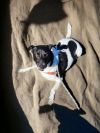 Winston