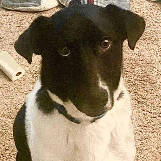 Winston