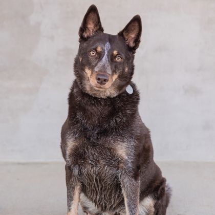 Lily, an adoptable Cattle Dog & Australian Kelpie Mix in Littleton, CO_image-2