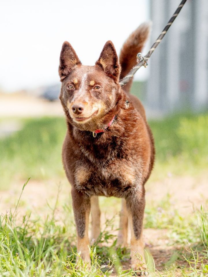 Lily, an adoptable Cattle Dog & Australian Kelpie Mix in Littleton, CO_image-1