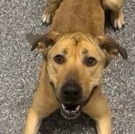 Dante, an adoptable Black Mouth Cur Mix in Frederick, CO_image-2