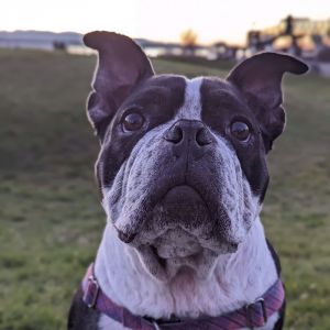 Orchid - AVAILABLE Boston Terrier Dog