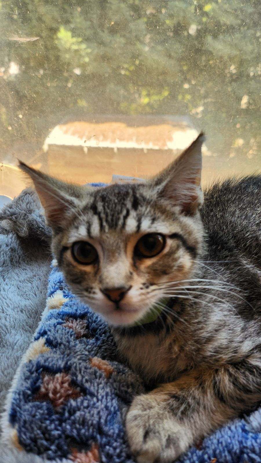 Amun, an adoptable Domestic Short Hair in Tracy, CA, 95376 | Photo Image 1